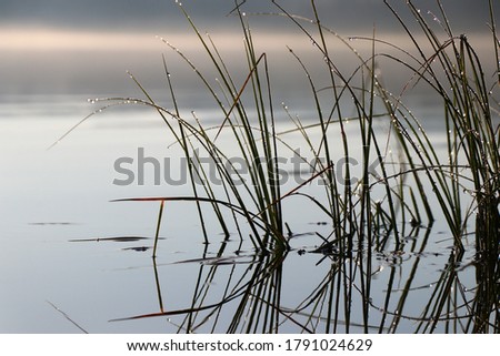 close up of green reeds in lake with sunny reflection on water with mountains in background