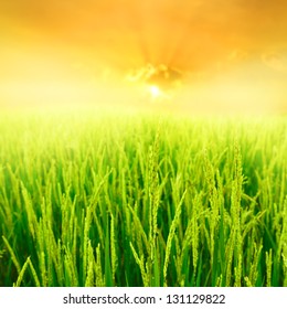 Close Up Green Rice Field And Sunset