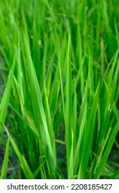 Close Up Green Rice Plant, Flag Leaf In Paddy Fields. Can Be Used As Wallpaper And Background.