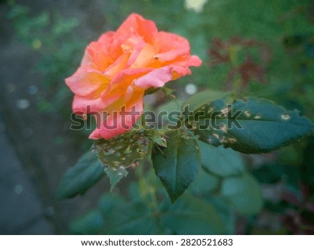 Close up of a green shield bug (Palomena prasina) sitting on a leaf next to a blooming orange hybrid tea rose.