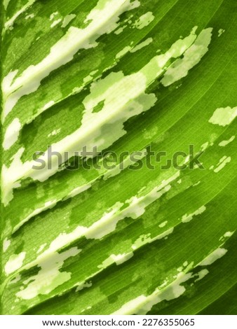 Similar – Image, Stock Photo soliloquy Plant Green