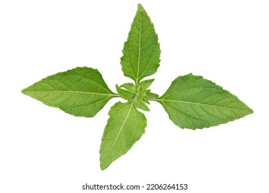 24 Sumpweed Images, Stock Photos & Vectors | Shutterstock