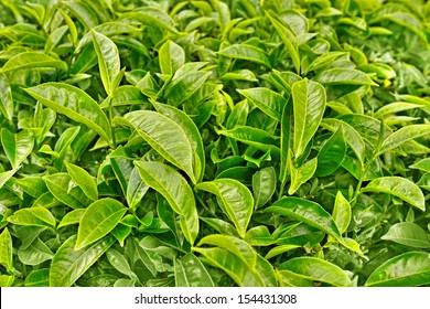 Close Up Green Tea Leaves