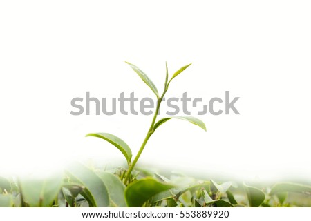 cress forest Cress Grass