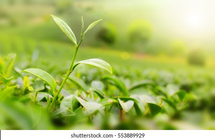 Close Up Green Tea Leaves At Morning Sunlight.