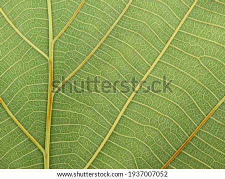 close up green teak leaf texture