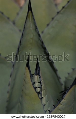 close up of green thorny cactus triangular shapes nesting vertical image of cactus or cacti plant with thorns in triangular nesting shapes room for type desert background backdrop or wallpaper lines