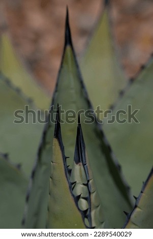 close up of green thorny cactus triangular shapes nesting vertical image of cactus or cacti plant with thorns in triangular nesting shapes room for type desert background backdrop or wallpaper lines