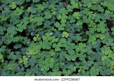 Close up of green three leaf clover covering forest floor.  Various photos of different distances.  Perfect for St. Patricks Day.  Unable to fine four leaf on the clover.  - Shutterstock ID 2299238687