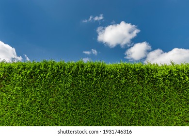 Close up of a green thuja hedge with blue sky and white clouds