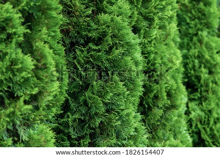 close up of green thuja hedge (thuja occidentalis)