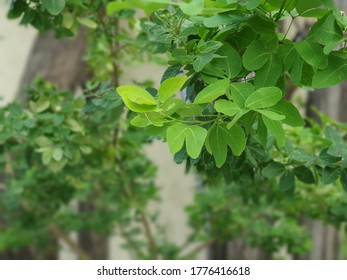 Close up of a green tree