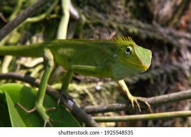 close up green tree lizard looking at camera