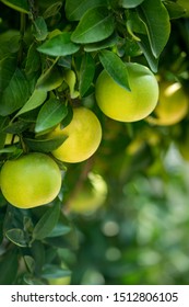 Close Up Of Green Unripe Grapefruit With Tree