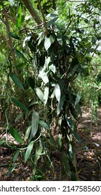 Close up of green Vanilla bean pods on plantation. Plantation in Zanzibar, Africa. Shallow depth of field
