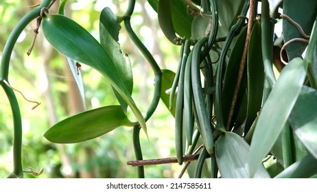Close up of green Vanilla bean pods on plantation. Plantation in Zanzibar, Africa. Shallow depth of field