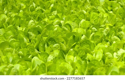 close up green vegatables garden during morning time food background concept with copy space.