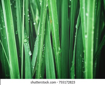 1,726 Plant vetiver Images, Stock Photos & Vectors | Shutterstock