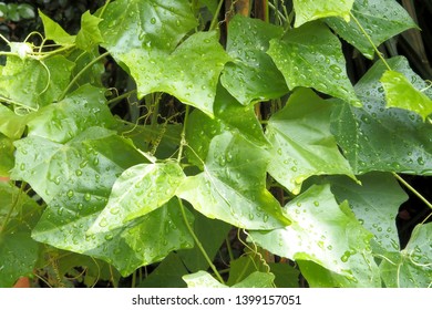 Close Green Vine Plants Ivy Gourd Stock Photo 1399157051 