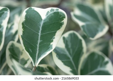 Close Up Of Green And White Leaf Of Araliaceae Or Polyscias Sp 