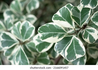 Close Up Of Green And White Leaf Of Araliaceae Or Polyscias Sp 