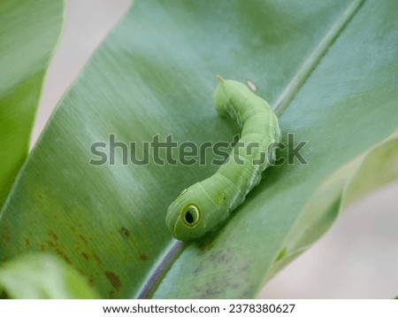Close up green worm or Daphnis neri worm, baby green worm have a horn on the floor, Animal wildlife concept, Green worm caterpillars