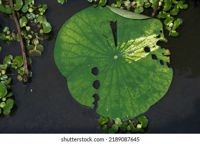 Close Up Of Green And Yellow Lily Pad Surrounded By Dark Water And Water Lettuce. Organic, Abstract Design. 