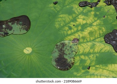 Close Up Green And Yellow Water Lily Pad With Water Drops And Black Sludge. Organic Abstract Design. 