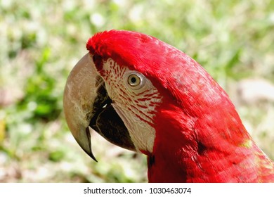 Close Up Of Green-winged Macaw Or Red And Green Macaw ,beautiful Parrot That Suffered From Local Extinction Through Habitat Destruction And Capture For The Parrot Trade Because Of Striking Color.
