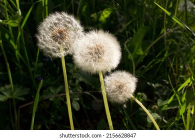 Close up of grey blowball dandelion flower on green grass field