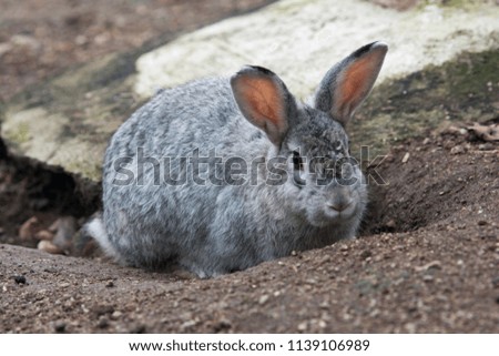 Similar – Mr. Rabbit Animal Pelt Zoo