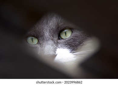 Close Up Of A Grey Cat Hiding Behind A Fence