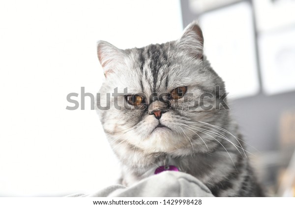 Close Grey Color Persian Exotic Short Stock Image Download Now