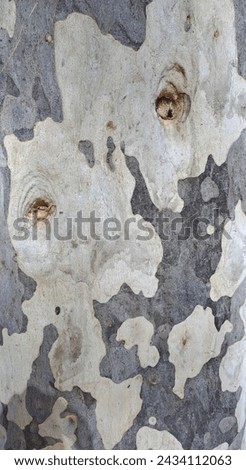 Close up of the grey and cream splotches on the trunk of a spotted gum.  The patterns look a bit like a face, with some divots providing 'eyes'.  Beautiful background and patterns.