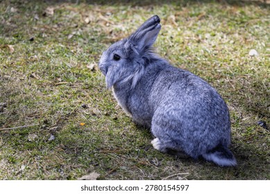 a close up of a grey hare