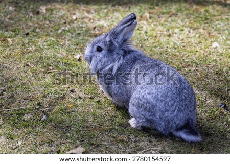 a close up of a grey hare