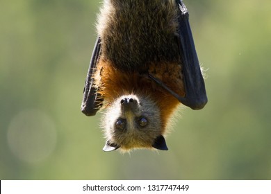 Close Up Of A Grey Headed Flying Fox