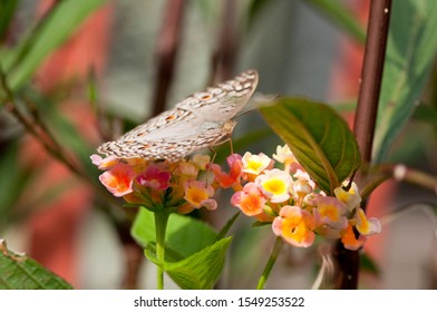 Close up of Grey Pansy (Junonia atlites) butterfly is on Prickly Lantana (Lantana camara) flowers with wings open