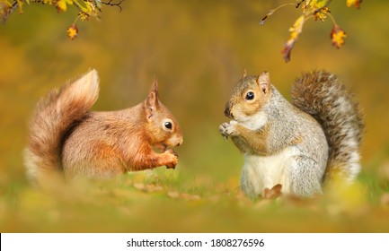 Close Up Of Grey And Red Squirrels In Autumn, UK.