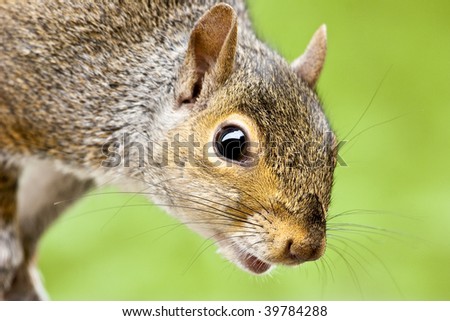 Similar – Image, Stock Photo closeup of grey squirrel face