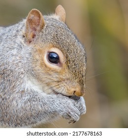 Close Up Grey Squirrel Head Chewing Nut