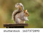 Close up of a Grey Squirrel (sciurus carolinensis).  Taken at my local nature reserve in Cardiff, Wales, UK