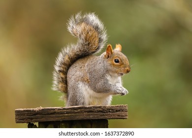 Close up of a Grey Squirrel (sciurus carolinensis).  Taken at my local nature reserve in Cardiff, Wales, UK