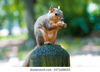 A close up of a grey squirrel sitting on a tree stump feeding on bread. Zion'Art - Powered by Shutterstock