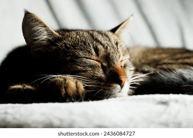 close up of a grey, tabby cat, sleeping peacefully on a fluffy blanket - Powered by Shutterstock
