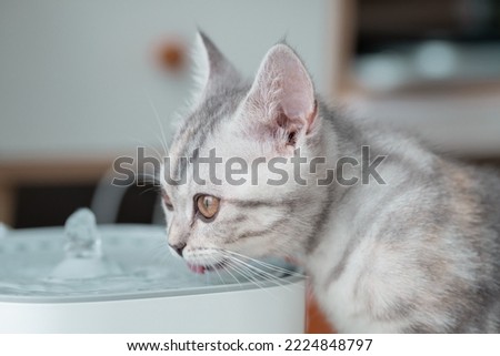 Close up to a grey and white kitten drinking water at the pet drinking fountain