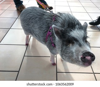 Close Up Of A Grey And White Pig From The Tiled Floor Of An Airport. The Pig Is Used As A Service Animal By A Passenger.