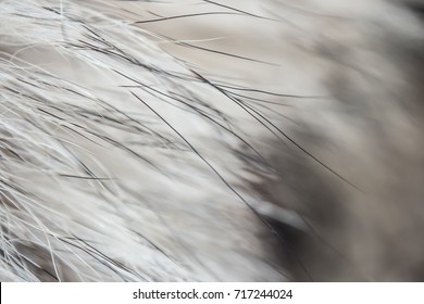 Close up grey wolf fur texture to background. Zoom on animal hair. 