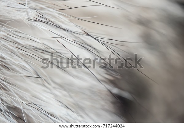 Close up grey wolf fur texture to background. Zoom on\
animal hair. 