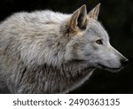 A close up of a Grey Wolf (Gray Wolf)